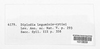 Diplodia leguminis-cytisi image